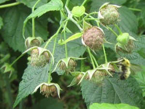 Bombus_raspberry_110625