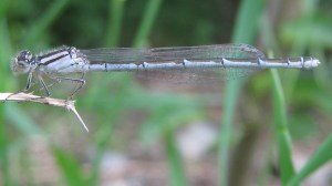 damselfly_110601