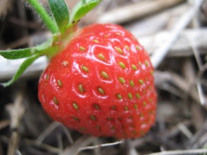 strawberry_110601