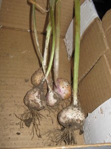 garlic_110701