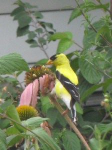 goldfinch_110806