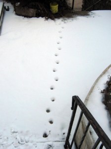 snow_120117