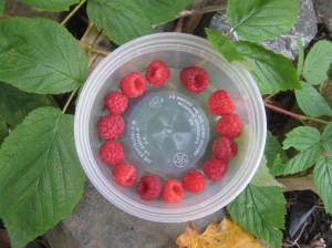 raspberries_121020