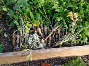 Last fall's parsnip harvest