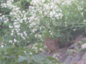 A bunny eating the wildflowers