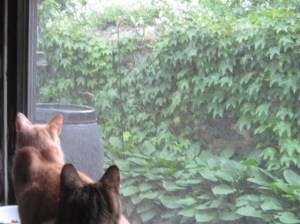 Cats very interested in the outdoors