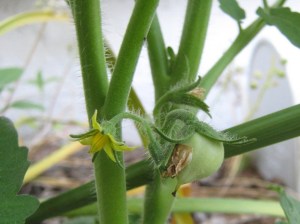 A bitty green tomato
