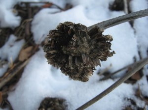 Sunflower seed head still has some left for the birds.