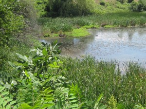A pond in Burlington that I like to visit during Readercon